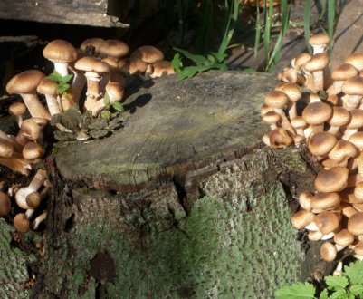 Опеньки: вирощування для новачків, чому варто вирощувати, простота вирощування