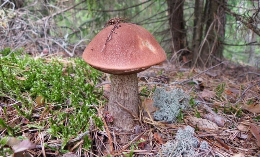 Підосичник ялиновий