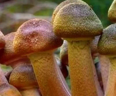 Гриби опеньки: калорійність, користь і шкода