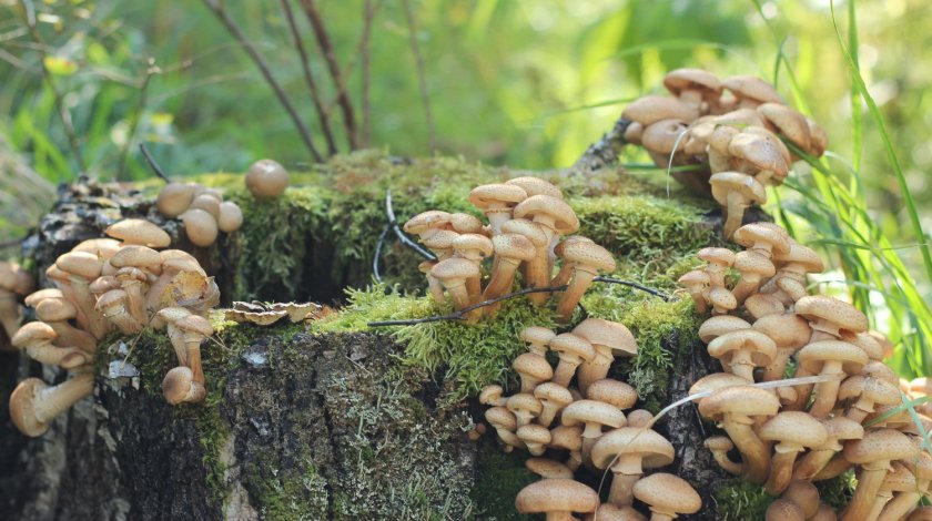 Как выращивать грибы в домашних условиях на пнях?