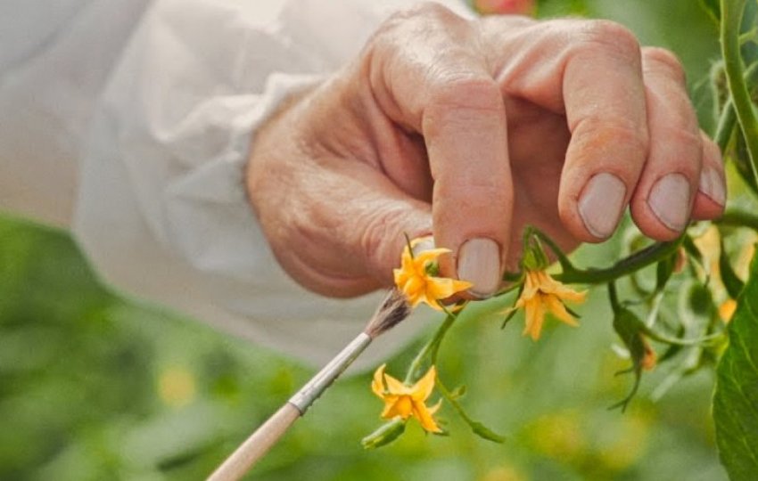 Запилення штучним способом Запилення штучним способом