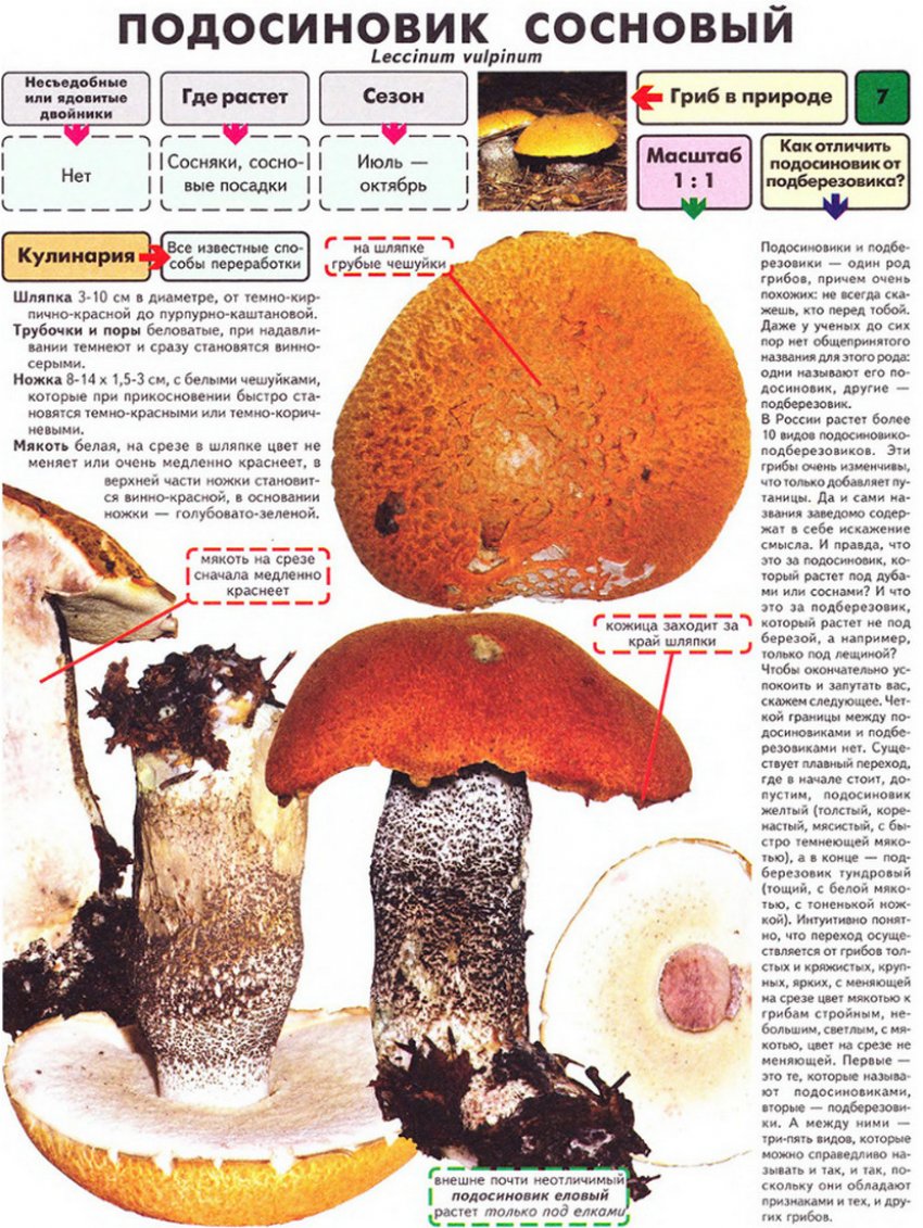 Підосичник сосновий