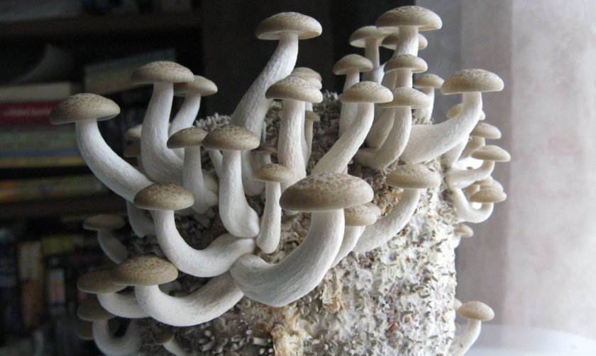 Как выращивать белый гриб в домашних условиях на пнях?