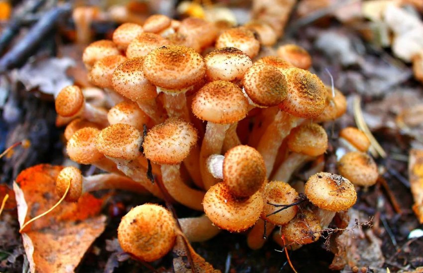 Осінній опеньок