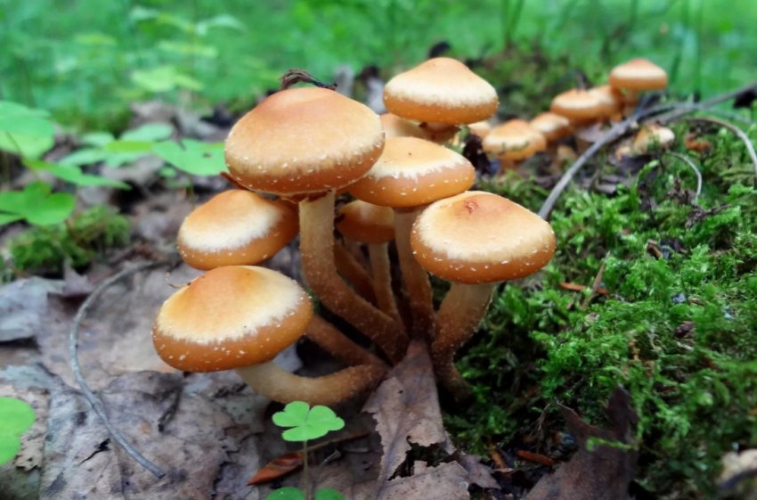 Літні опеньки