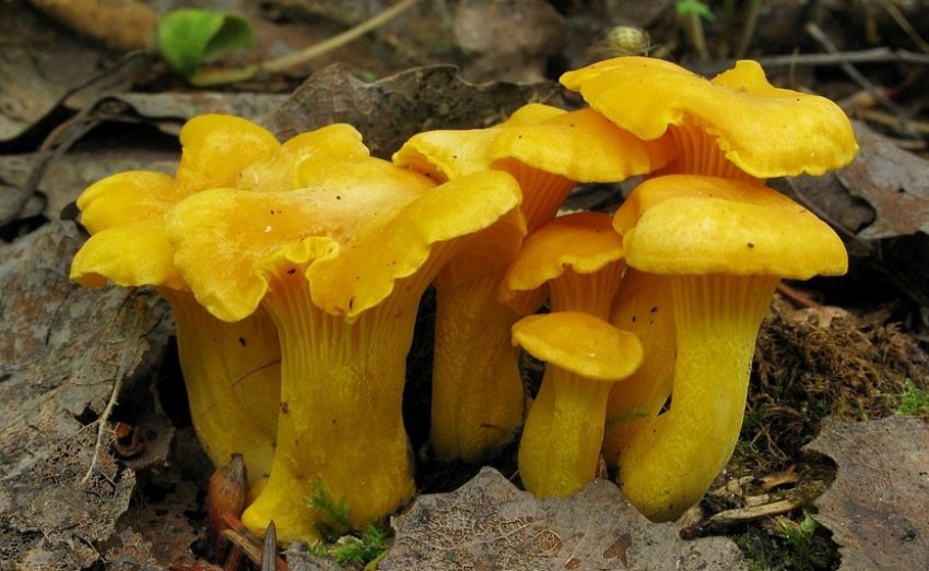 Лисичка гранчаста