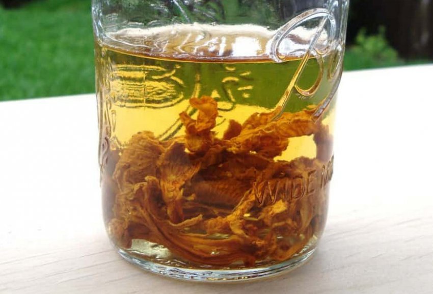 Настоянка на лисичках