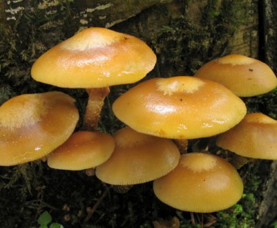 Отруйні двійники літнього опенька