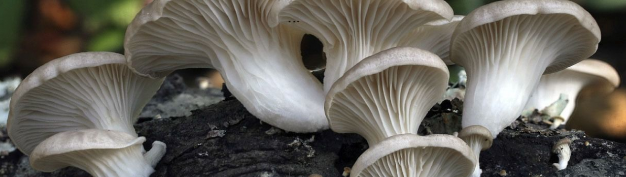 Сімейство Вешенковые: різновиди, коли і де ростуть гливи, застосування