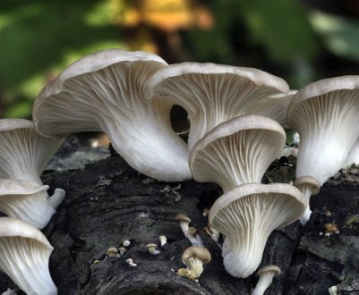 Сімейство Вешенковые: різновиди, коли і де ростуть гливи, застосування