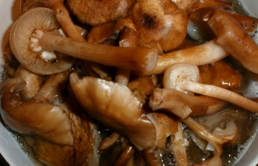 Недоварені опеньки