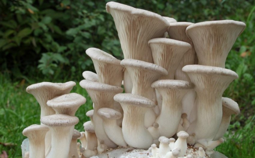 Глива степова Глива степова