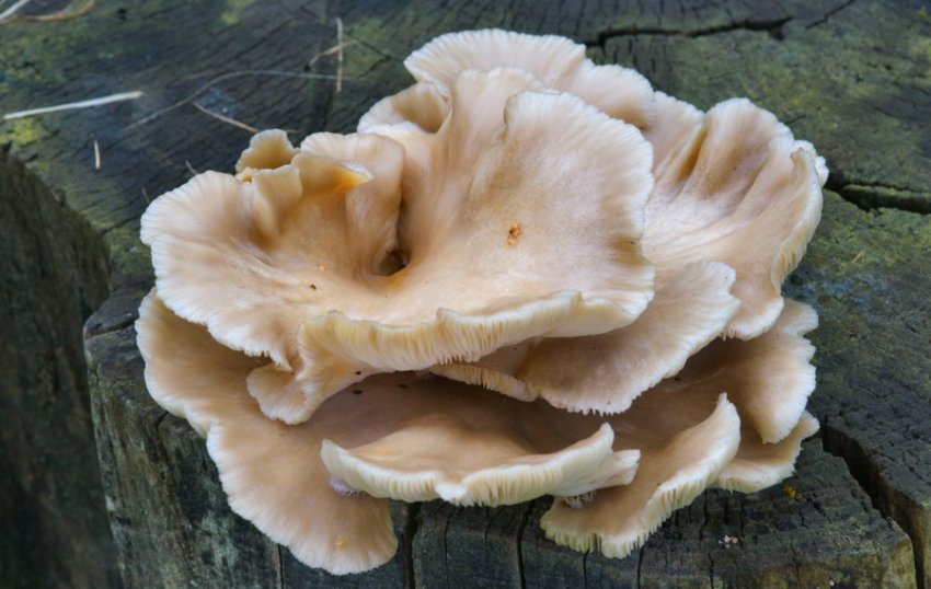 Глива легенева Глива легенева