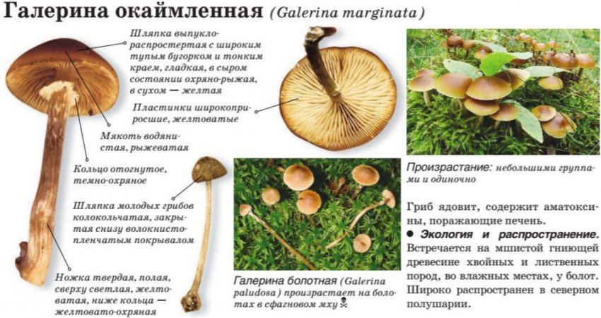 Галерина облямована