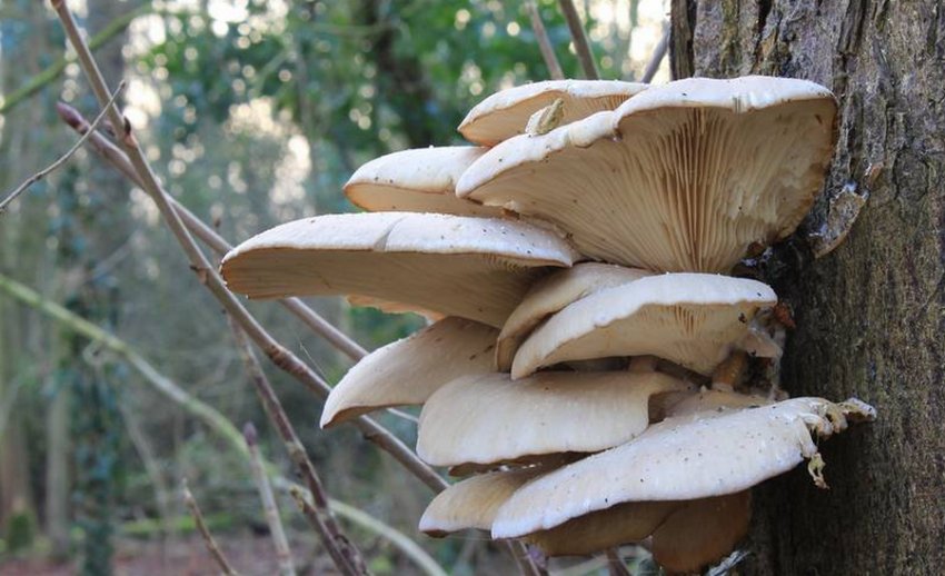 Глива рожковидная Глива рожковидная