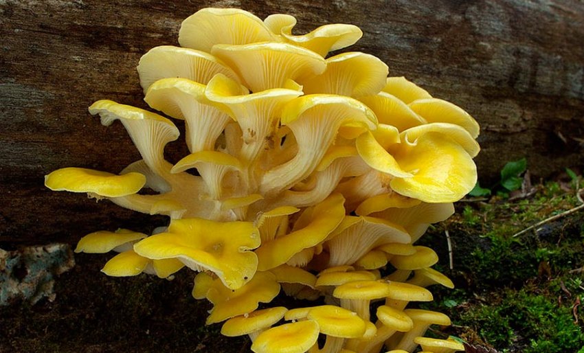 Глива лимонна Глива лимонна