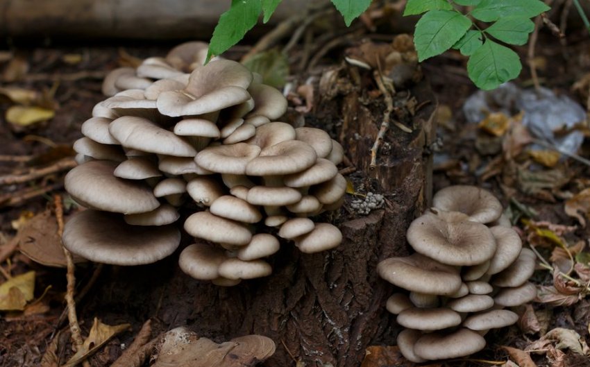 Гливи Гливи