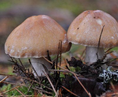 Рецепти страв із гриба ковпак кільчастий: покрокове приготування, особливості зберігання