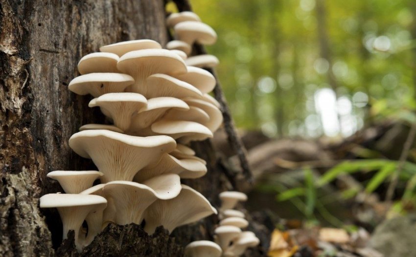 Гливи на дереві Гливи на дереві