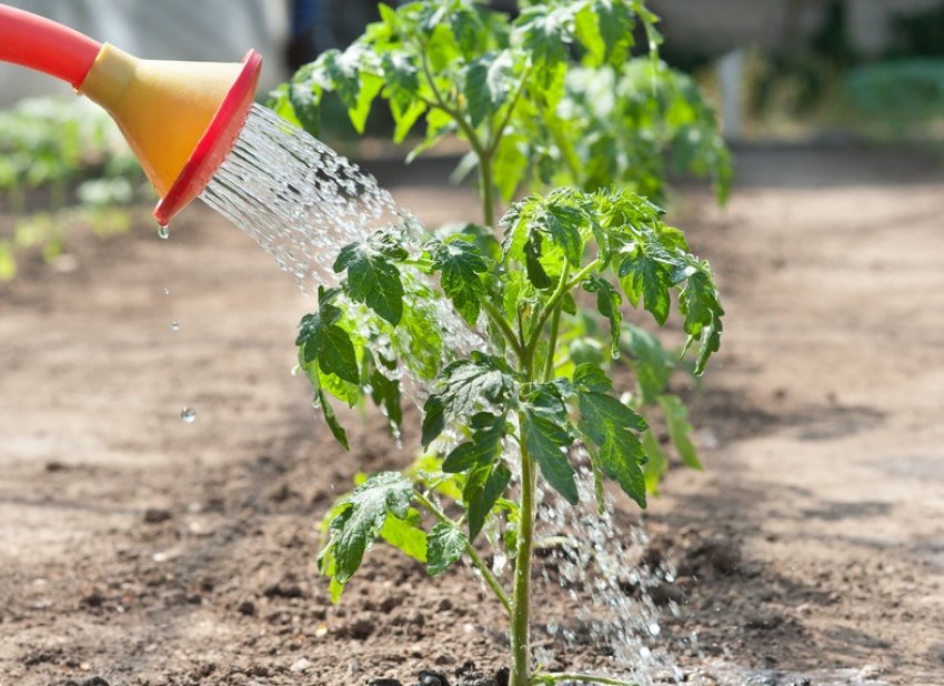 Полив томатів Полив томатів