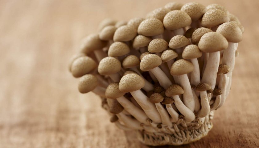 Как выращивать грибы в домашних условиях на пеньках?