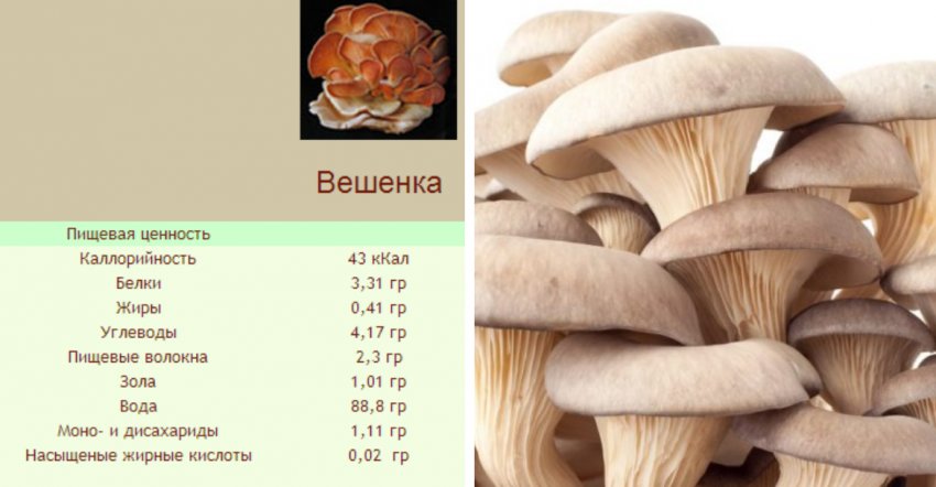 Складу глив Складу глив