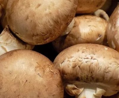 Печериці: де ростуть в природі, і коли збирати гриб?