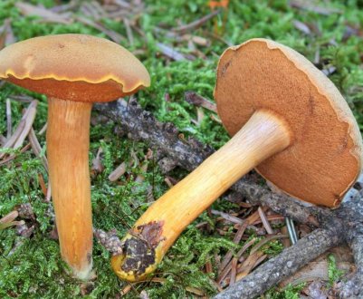 Перцевий гриб (Chalciporus piperatus)