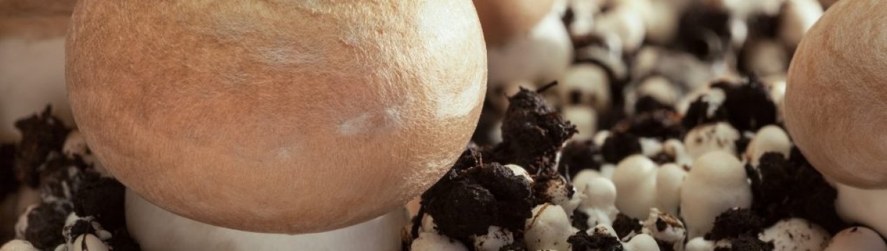 Вирощування білих грибів в домашніх умовах