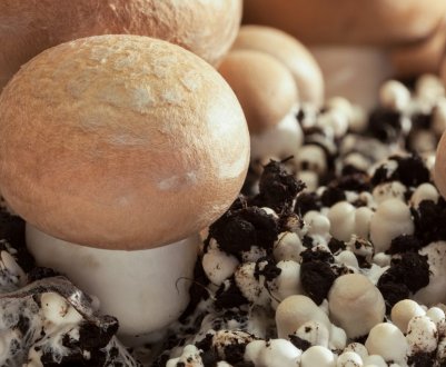 Вирощування білих грибів в домашніх умовах