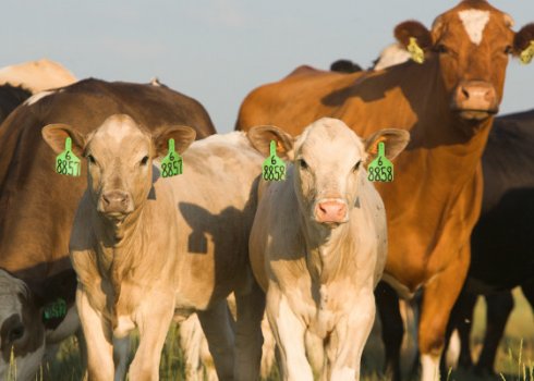 Особенности откорма бычков на мясо: эффективный рацион и правила кормления