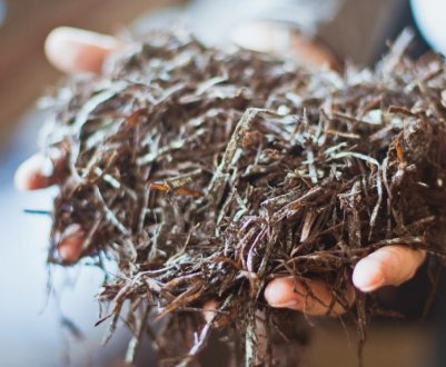 Відомі рецепти компосту для грибів, як підготувати компост