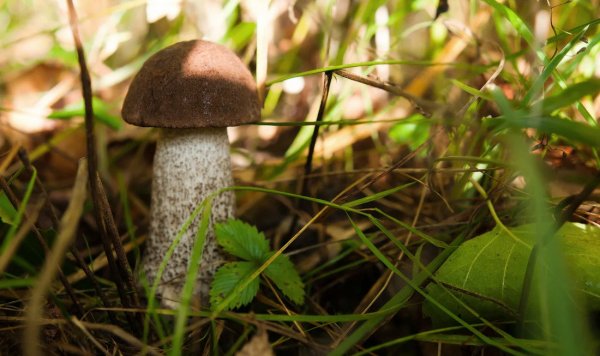 Какие грибы растут возле березы