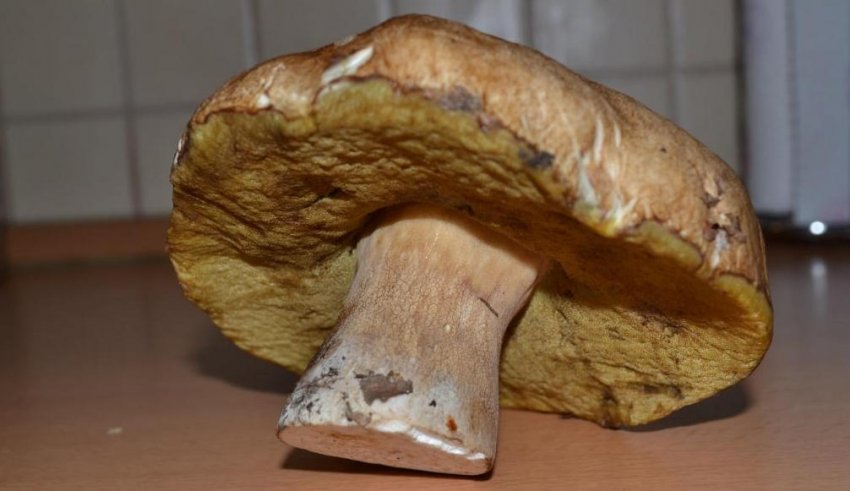 Старый белый гриб для размножения