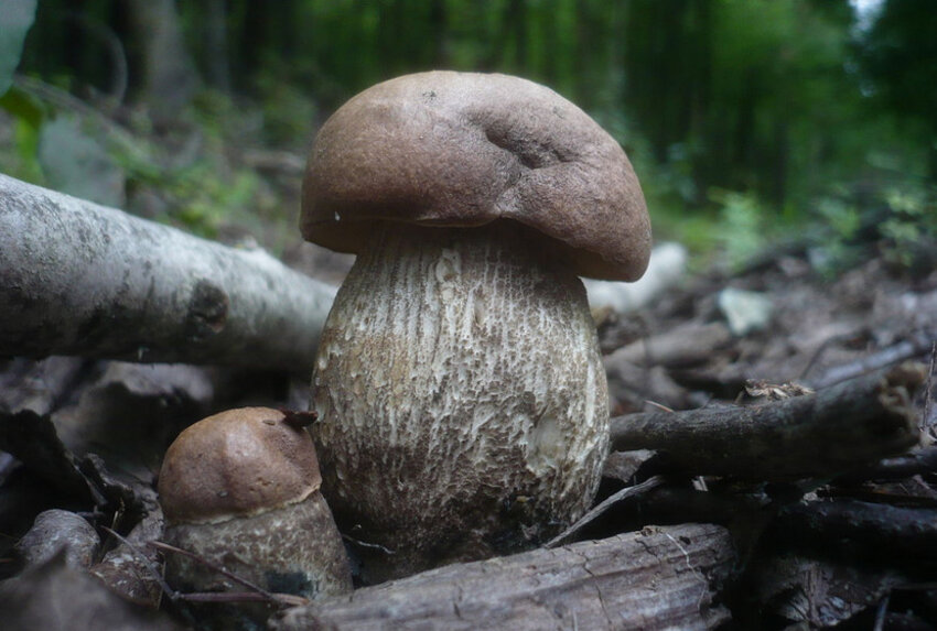 Подбер'зовик жорсткуватий