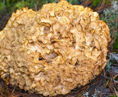 Як виглядає гриб-баран, де і в який час зростає, їстівність і смакові якості