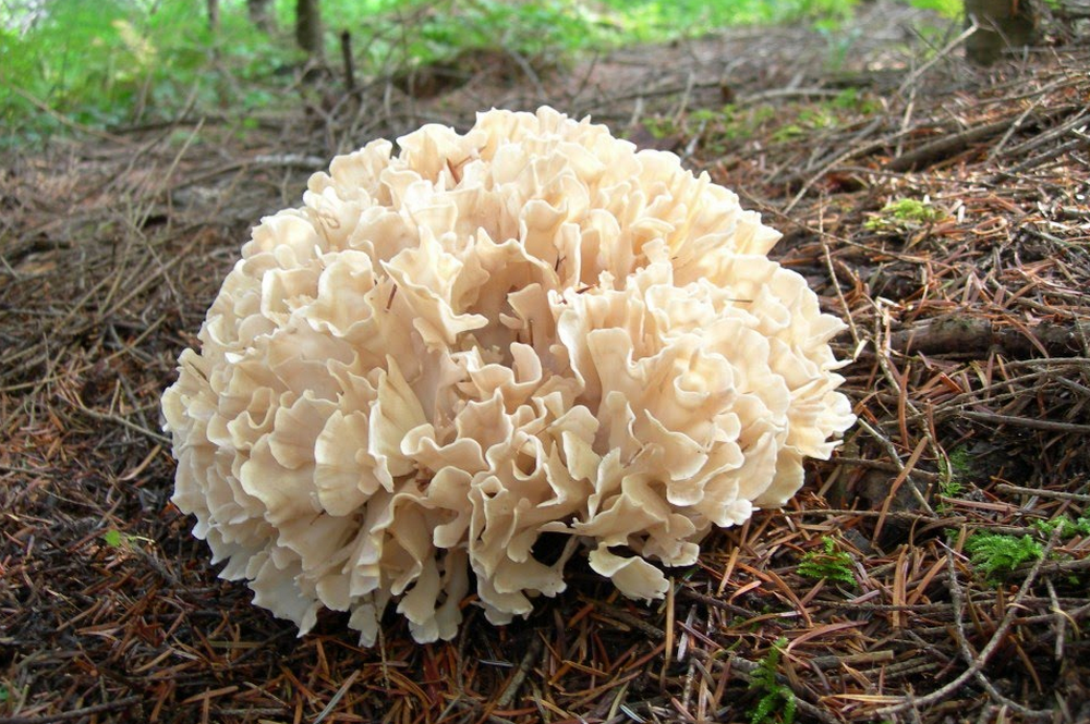 Гриб-баран: фото і опис, їстівний чи ні, лікувальні властивості