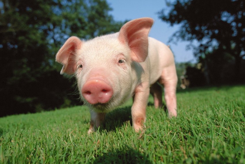 За рік китайських свиней стало майже на 40 відсотків менше