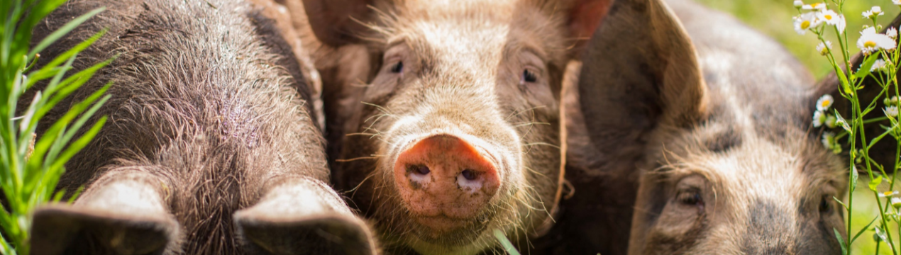 За рік китайських свиней стало майже на 40 відсотків менше