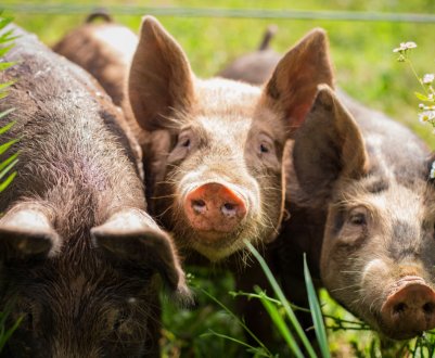 За рік китайських свиней стало майже на 40 відсотків менше