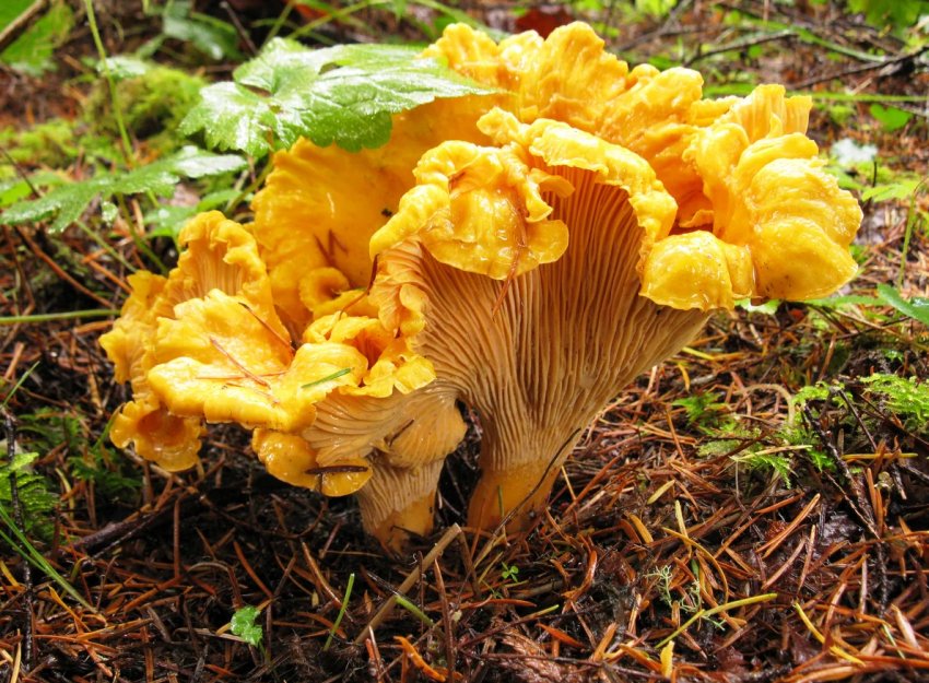 «Треба більше грибів!» Мінські заготівельники не задоволені результатами «тихого полювання» «Треба більше грибів!» Мінські заготівельники не задоволені результатами «тихого полювання»