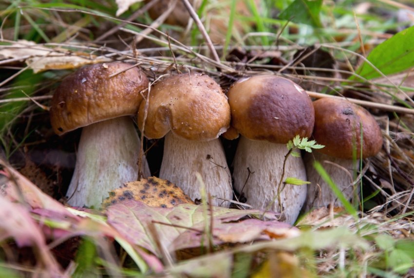 «Треба більше грибів!» Мінські заготівельники не задоволені результатами «тихого полювання» «Треба більше грибів!» Мінські заготівельники не задоволені результатами «тихого полювання»