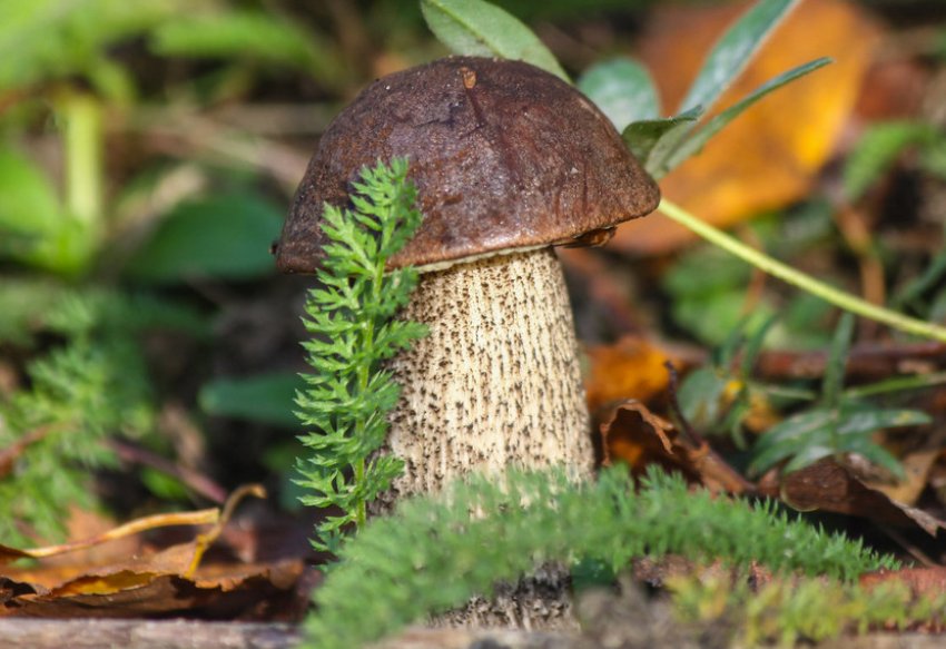 Підберезник влітку