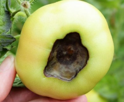 Як позбутися від верхівкової гнилі на помідорах