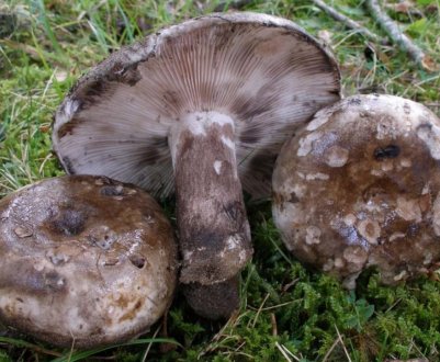 Чорніючий подгруздок (Russula nigricans): опис гриба, схожі види
