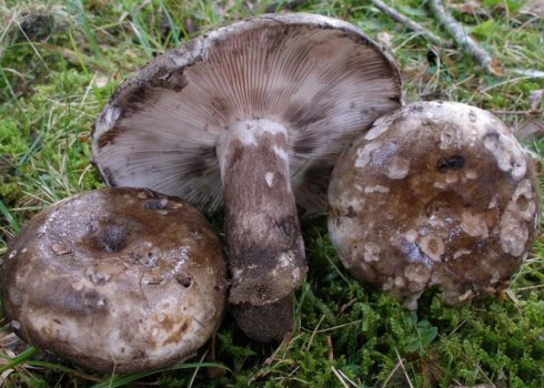 Чорніючий подгруздок (Russula nigricans): опис гриба, схожі види