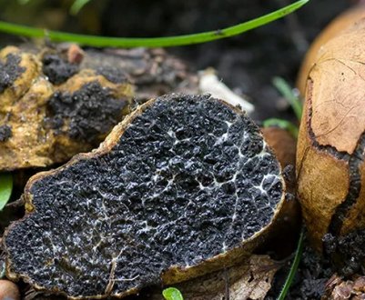 Як виглядають помилкові трюфелі