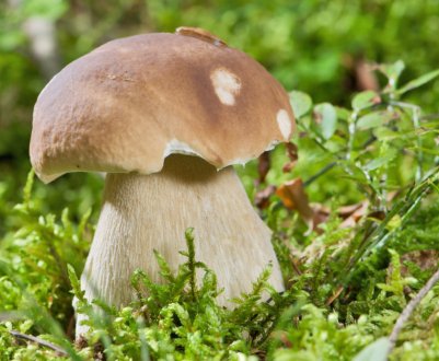 Помилковий боровик: їстівний чи ні, відмінності від справжнього, розповсюдження