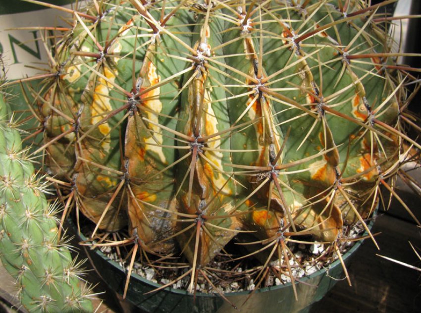 Фузаріоз Фузаріоз