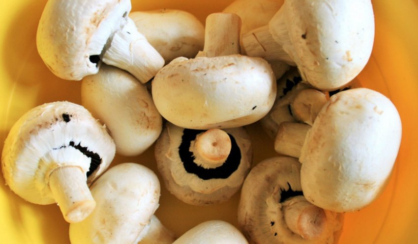 Свіжі печериці Свіжі печериці